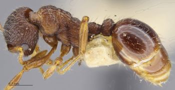 Media type: image; Entomology 674345